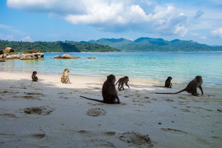 米兰全站APP正式版下载-世界沙滩龙舟锦标赛中国团队表现优异，国际龙舟锦标赛